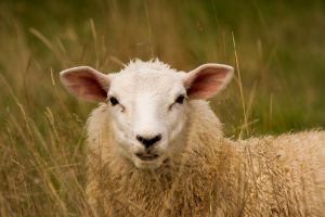 جزوه صفر تا صد آموزش تشریح قلب گوسفند 