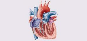 دانلود رایگان نمونه سوالات زیست فصل قلب و گردش مواد در بدن